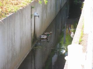 e0160568_14311310.jpg
