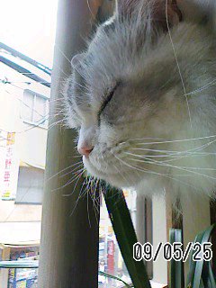 「猫の時間」_f0200871_21301743.jpg