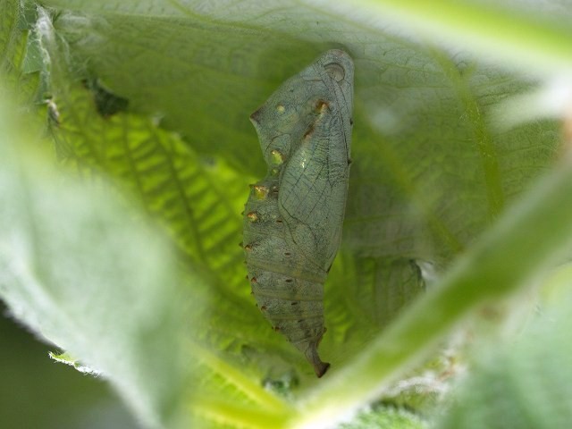 b0135573_21101571.jpg