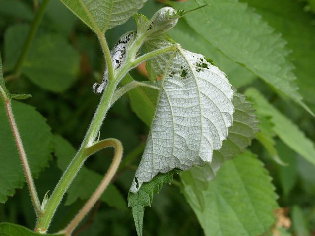 b0135573_2173637.jpg