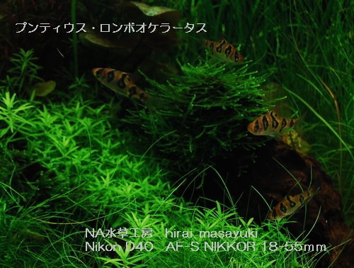 コイ科 プンティウス ロンボオケラータス Heros Cafe Channel 旧 Na水草工房 コイ科 プンティウス ロンボオケラータス Heros Cafe Channel 旧 Na水草工房