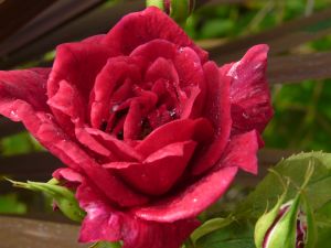 2009年5月25日 お弁当を持って出勤_b0098584_6505216.jpg