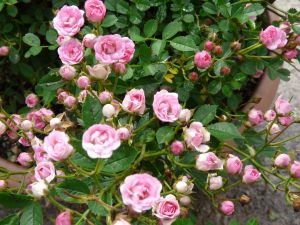 2009年5月25日 お弁当を持って出勤_b0098584_65196.jpg