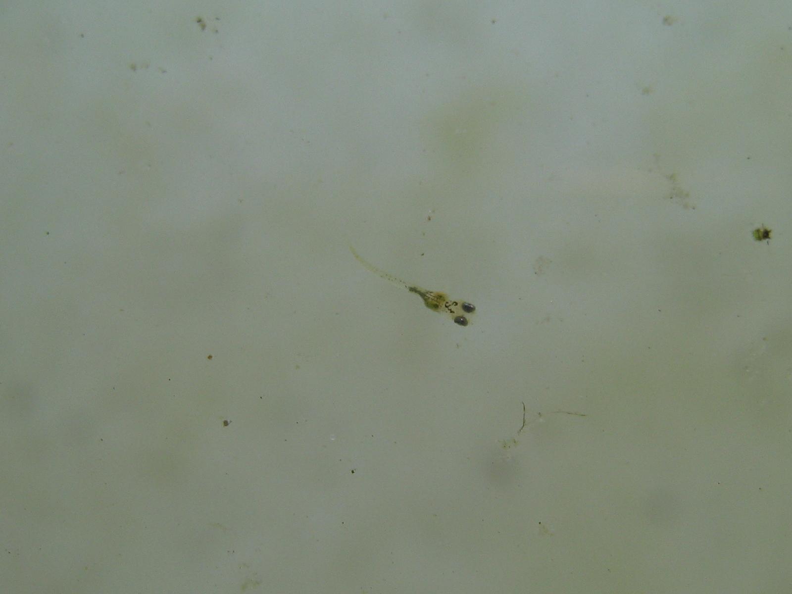 イエローテイルの兄弟の稚魚 プラ舟のめだか