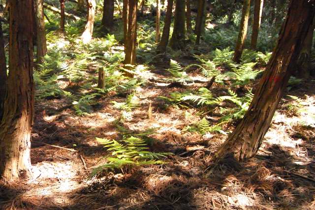 道畦北尾根～荒地山～打越山～森林水平道_c0153888_11405441.jpg