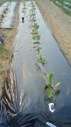 ほがらか農園、2回目の夏野菜始動！_c0109891_20232890.jpg