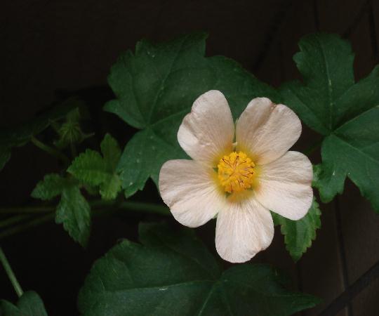 f0084806_837951.jpg