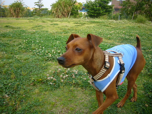 e0130008_22382053.jpg