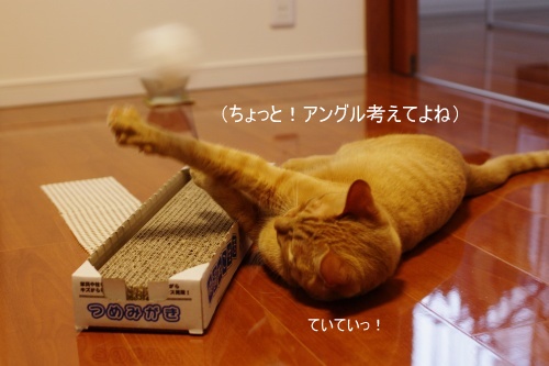 飼い主の手抜き_f0144209_8495354.jpg