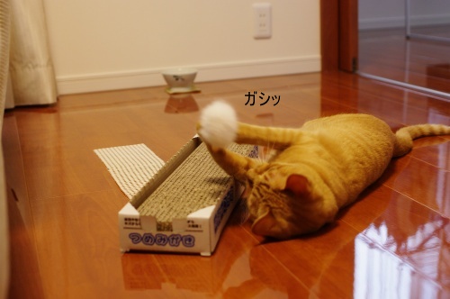 飼い主の手抜き_f0144209_8512068.jpg