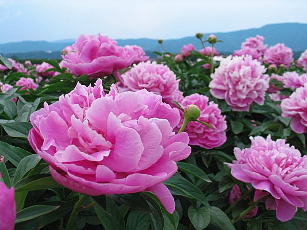 芍薬 奥信濃から 花農家のフォトスケッチ