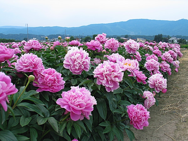 芍薬 奥信濃から 花農家のフォトスケッチ