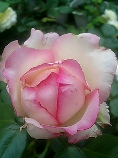 White with Pink Edge Roses_b0099813_1243411.jpg