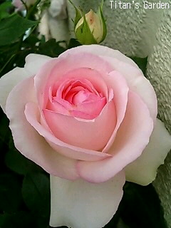 White with Pink Edge Roses_b0099813_1243539.jpg