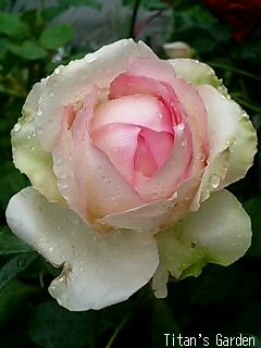 White with Pink Edge Roses_b0099813_1243547.jpg