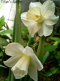 Division１ Trumpet Daffodils_b0099813_125483.jpg