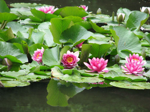 平安神宮 水辺_e0048413_21461679.jpg