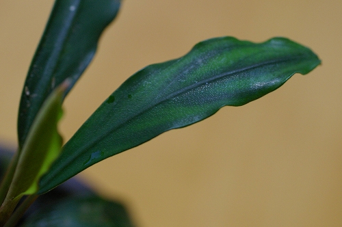 d0004922_22201136.jpg