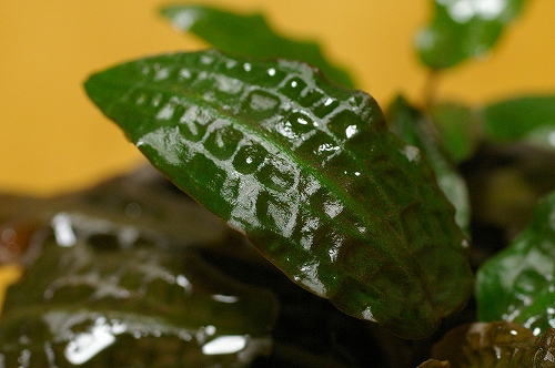 d0004922_22252954.jpg