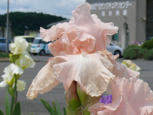 f0052323_16135970.jpg