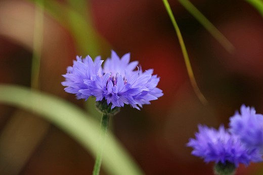 風の道の花_d0029333_1942535.jpg