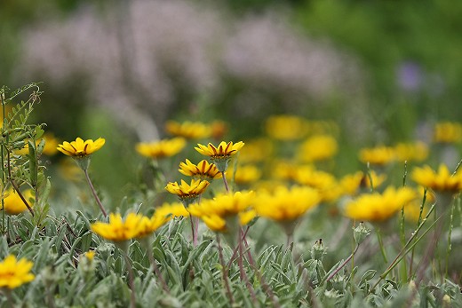 風の道の花_d0029333_19431866.jpg