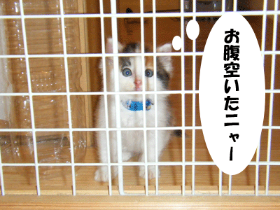 f0008935_9141329.gif