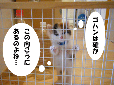 犬猫４コマ+１　～ 超えられない壁 ～_f0008935_9143193.gif