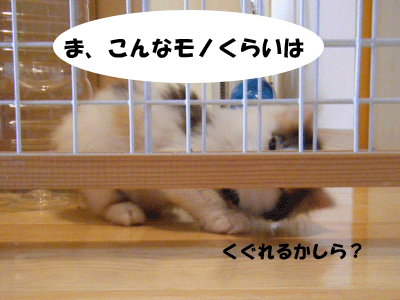 犬猫４コマ+１　～ 超えられない壁 ～_f0008935_9144163.gif