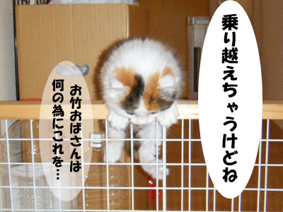 犬猫４コマ+１　～ 超えられない壁 ～_f0008935_914504.gif