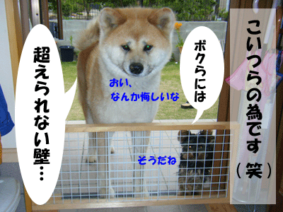 犬猫４コマ+１　～ 超えられない壁 ～_f0008935_915180.gif