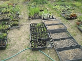 f0167635_694918.jpg
