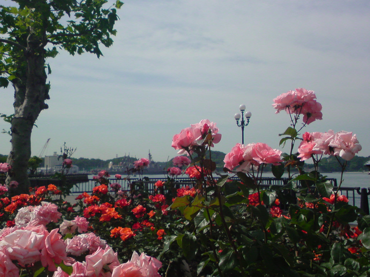 f0174244_1837716.jpg