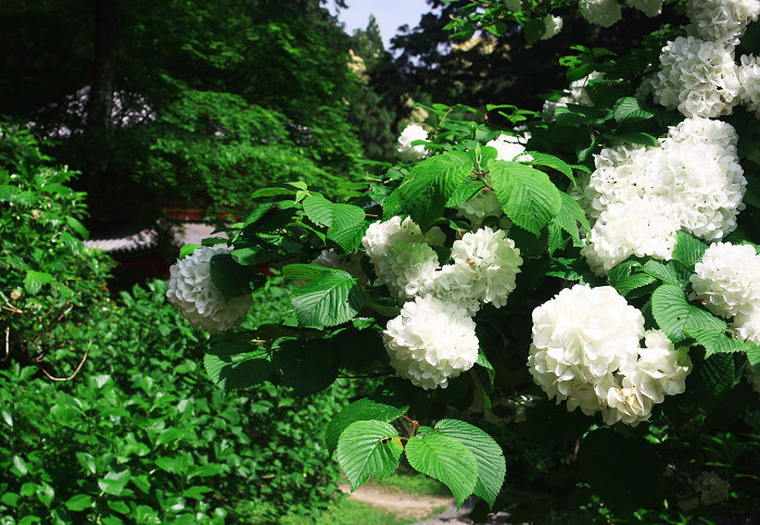 南山城の古寺_f0155048_2335573.jpg