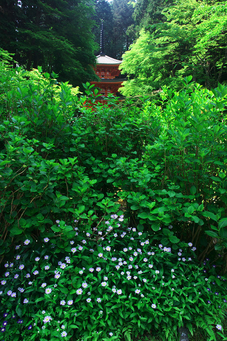 南山城の古寺_f0155048_23373063.jpg