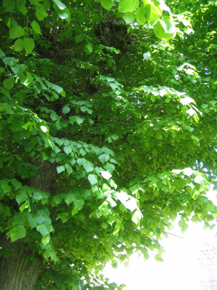 b0072051_25636.jpg