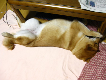 柴犬・・・ただ眠ってるだけです_d0150660_1556847.jpg