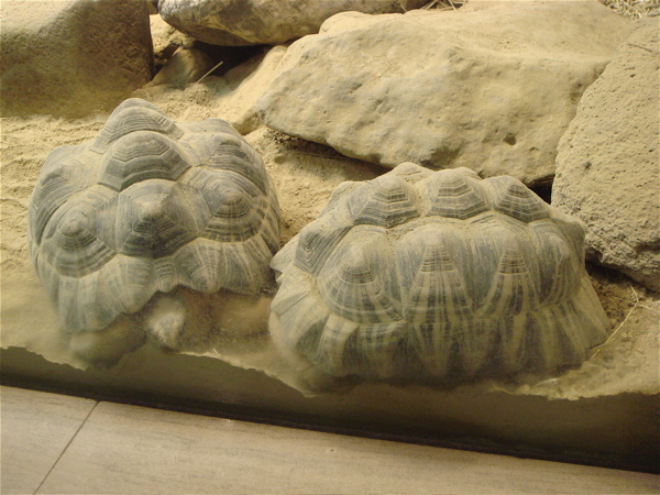 大阪　天王寺動物園。爬虫類を見に行こう。_e0125762_0593544.jpg