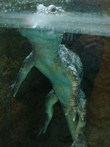 大阪　天王寺動物園。爬虫類を見に行こう。_e0125762_112541.jpg