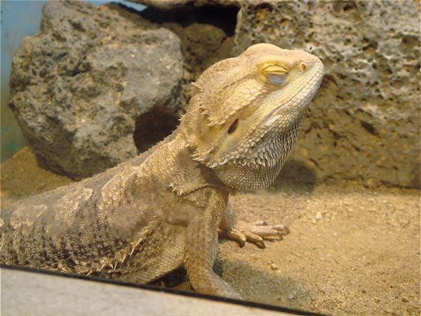 大阪　天王寺動物園。爬虫類を見に行こう。_e0125762_113654.jpg