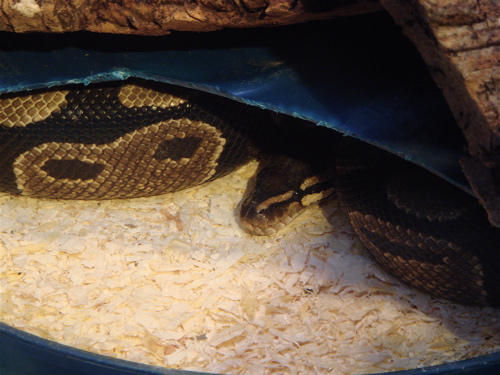 大阪　天王寺動物園。爬虫類を見に行こう。_e0125762_1262561.jpg