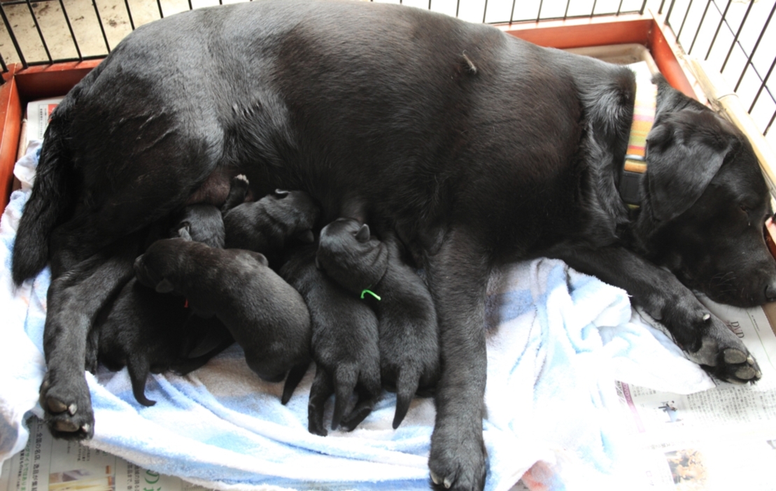 瀬戸の夕焼け　　モカママと５匹の子犬たち_c0199468_21454479.jpg