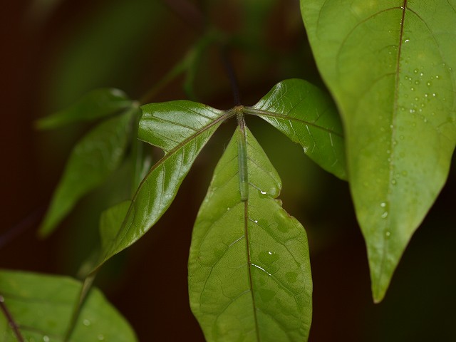 b0135573_1954824.jpg