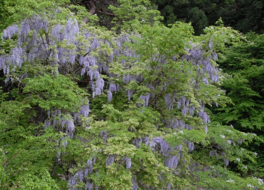 趣味の写真 山藤 根羽村 井畑花の道サークル 趣味の写真