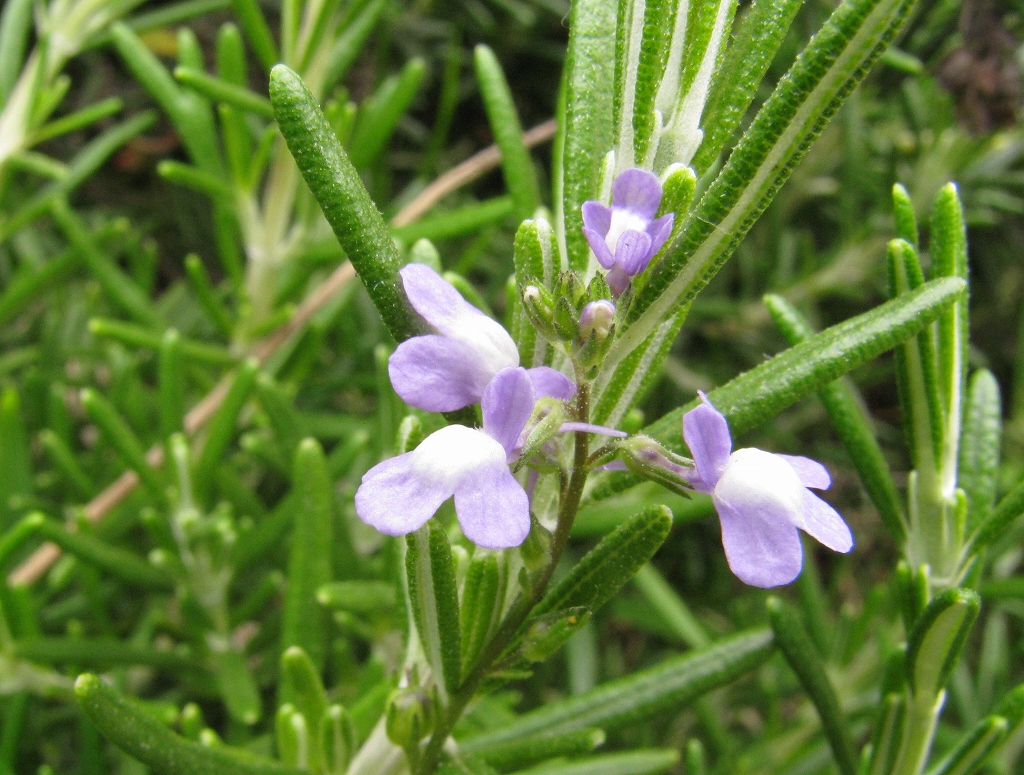 e0024081_1316470.jpg