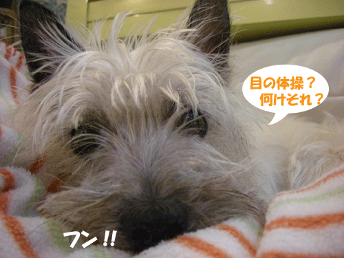 e0066883_20505940.gif