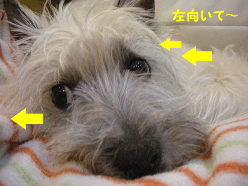 e0066883_20521493.gif