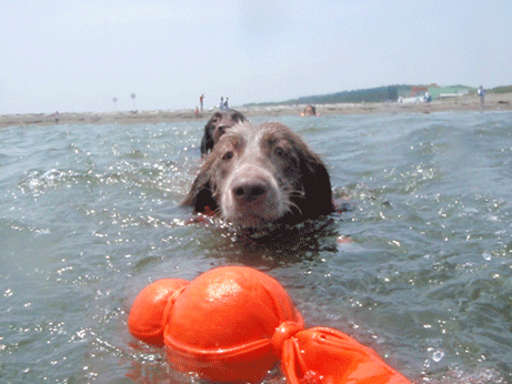 b0132390_2143414.gif