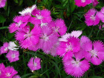 紫陽花と蕗の佃煮と織物の日々_f0181394_14193838.jpg