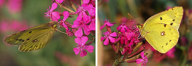 【虫取撫子・柳花笠・蝶】  花と蝶_e0039703_22321520.jpg